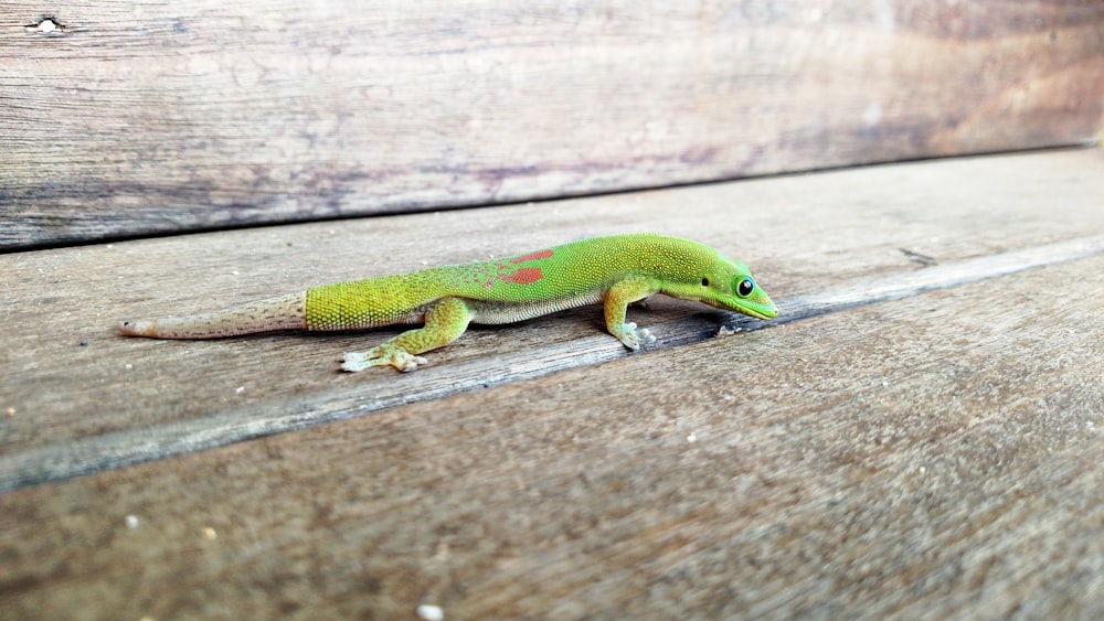 green lizard on brown wooden surface