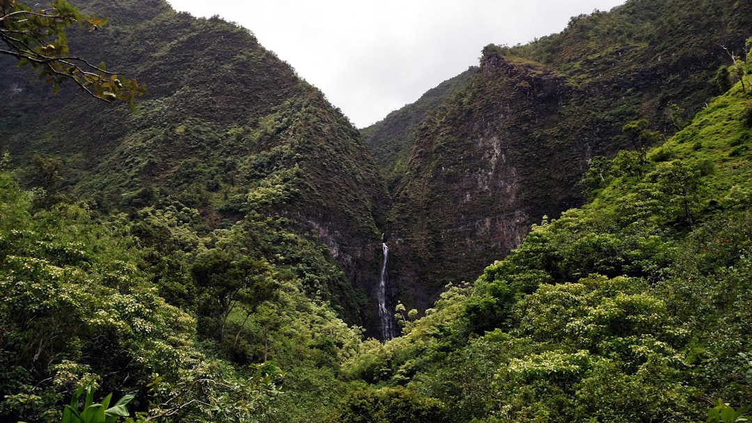 green trees on mountain during daytime