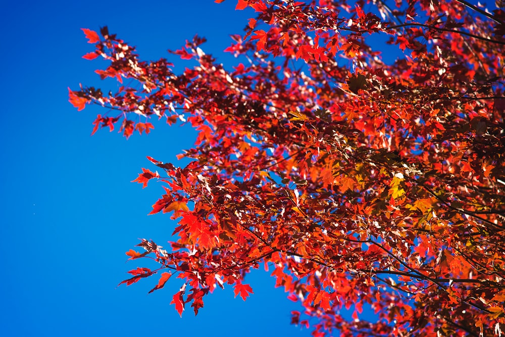 orange and green leaves tree under blue sky during daytime