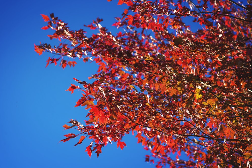 Árbol de hojas naranjas y verdes bajo el cielo azul durante el día