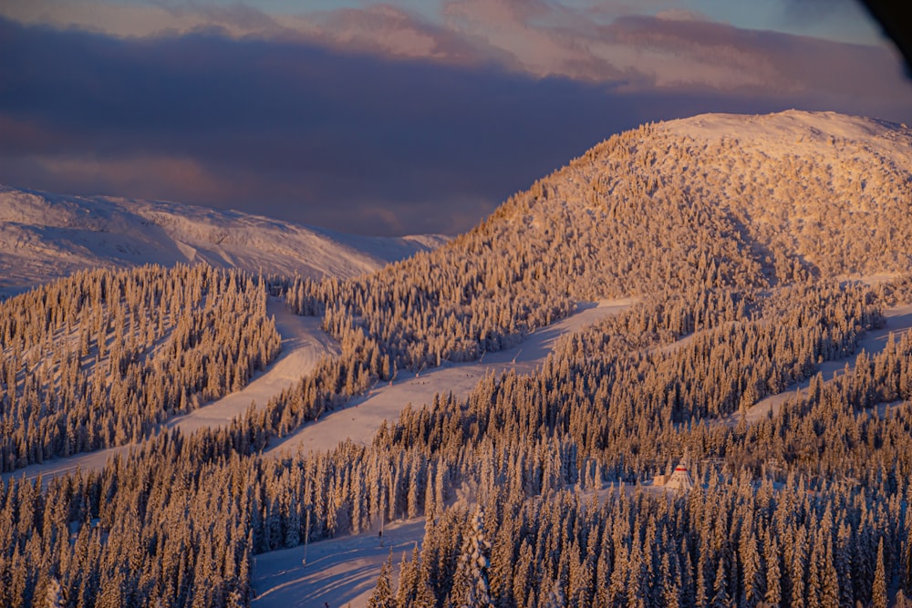 alberi verdi su terreno innevato durante il giorno