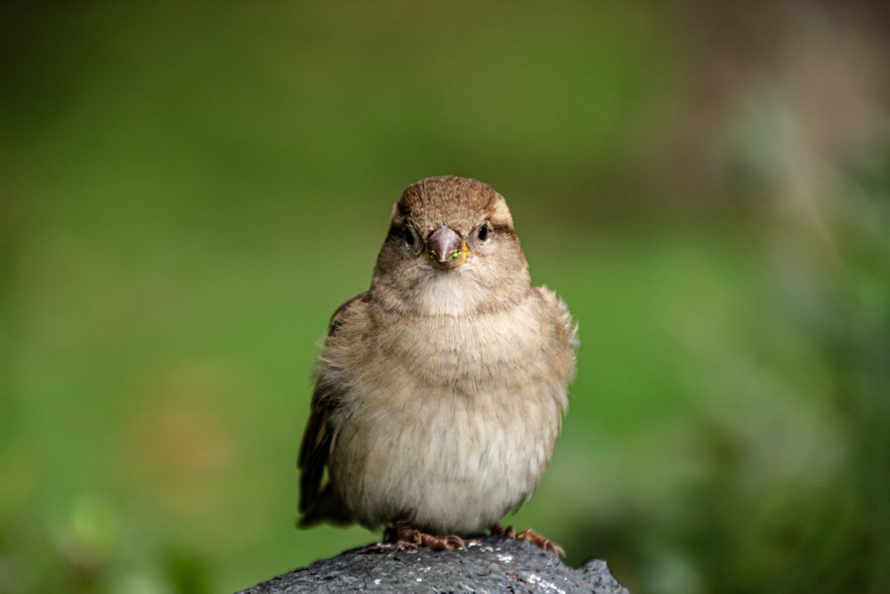 brown and white bird on black rock