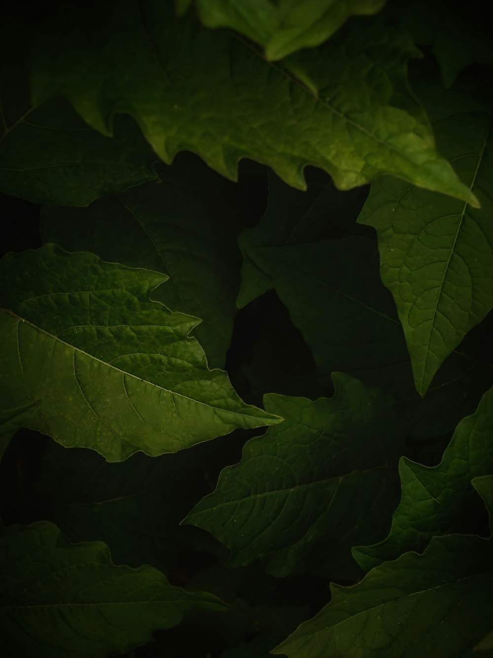 green leaves in close up photography