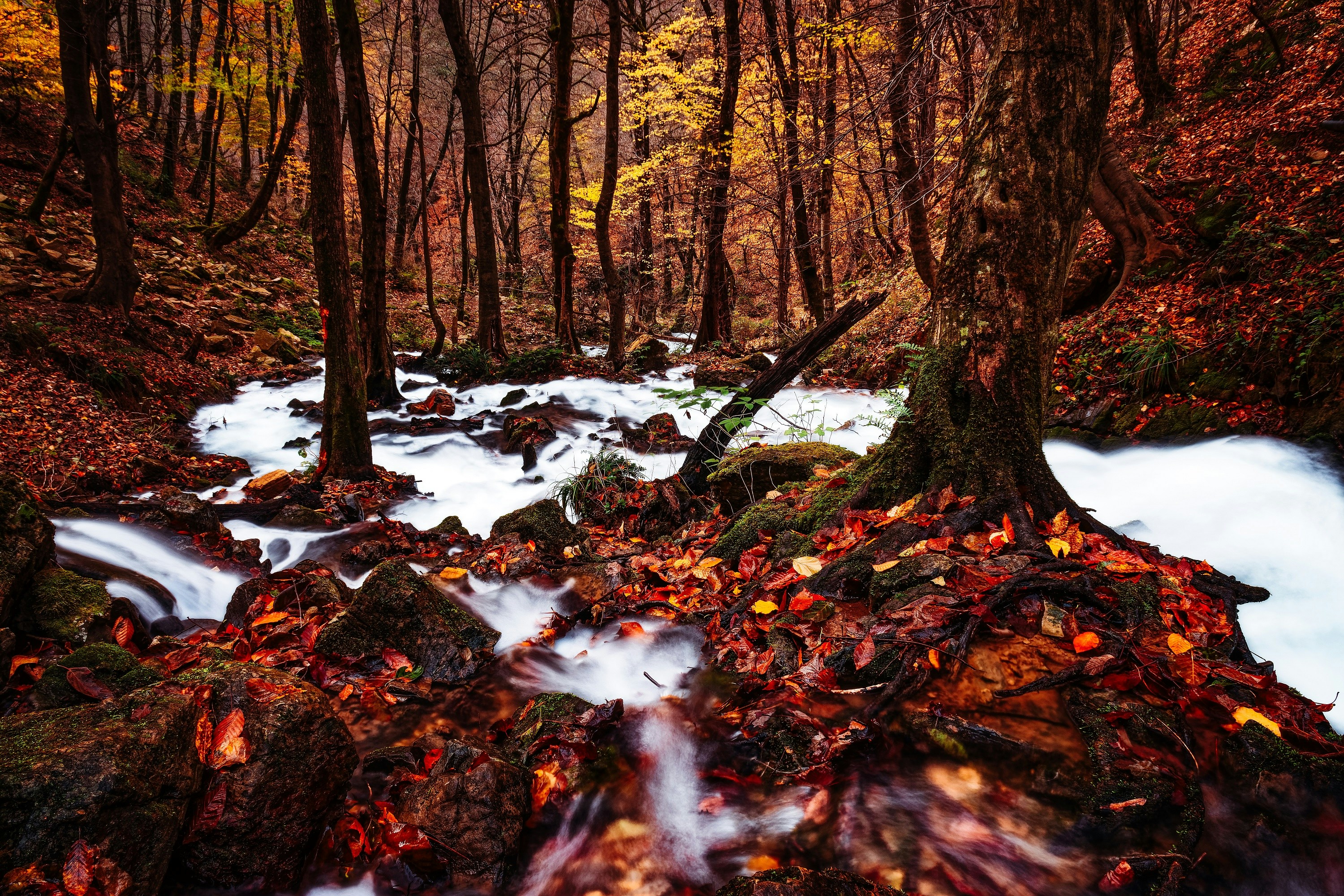 Photo by hesamsabetmand
