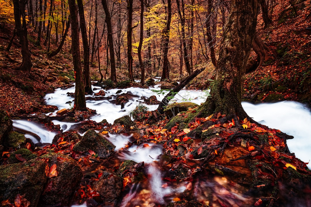 Northern hardwood forest photo spot Roudbar Iran