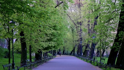 A peaceful park path lined with trees, perfect for a mindful walk.