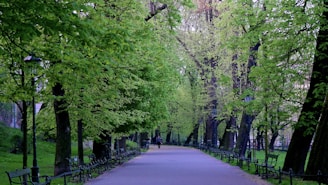A peaceful park path lined with trees, perfect for a mindful walk.
