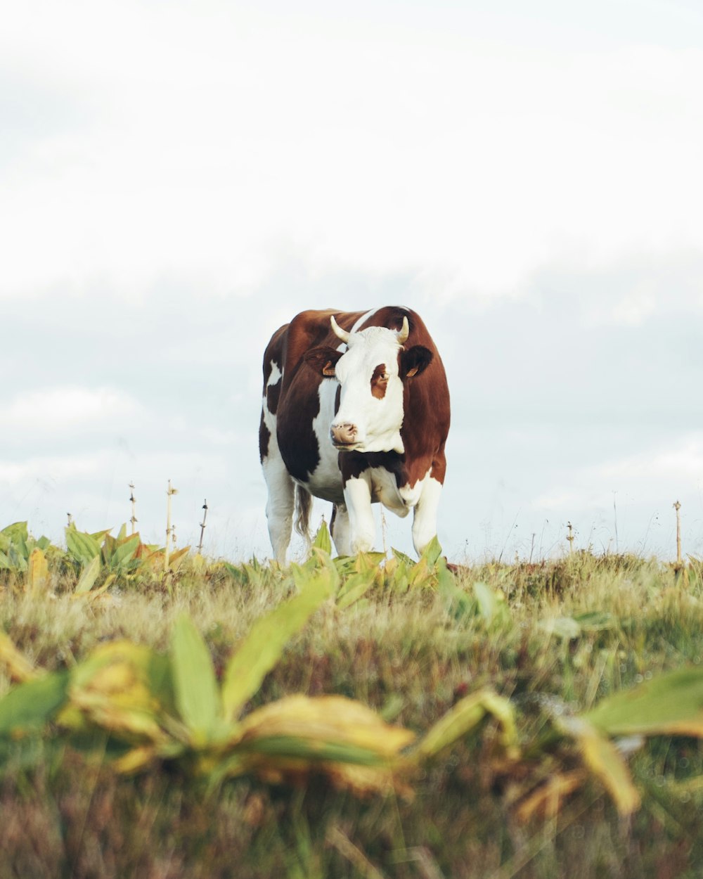 brown and white cow on green grass field during daytime