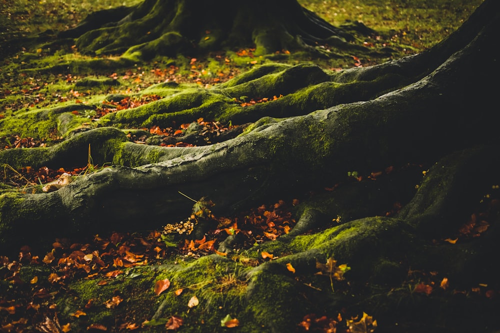 green moss on brown rock