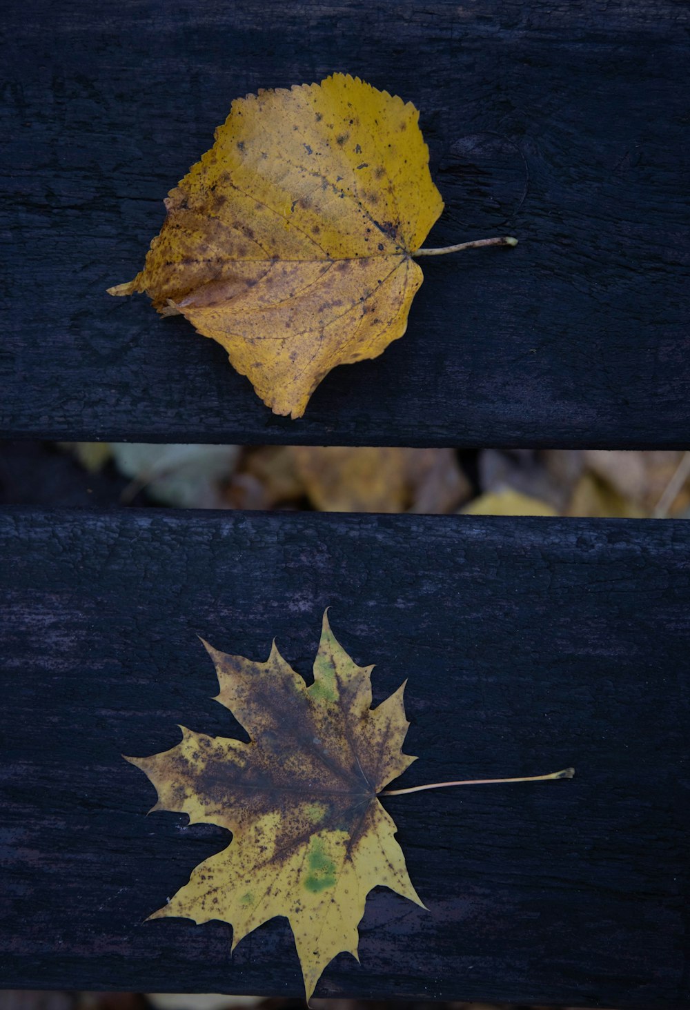 green and yellow maple leaf on black wooden fence