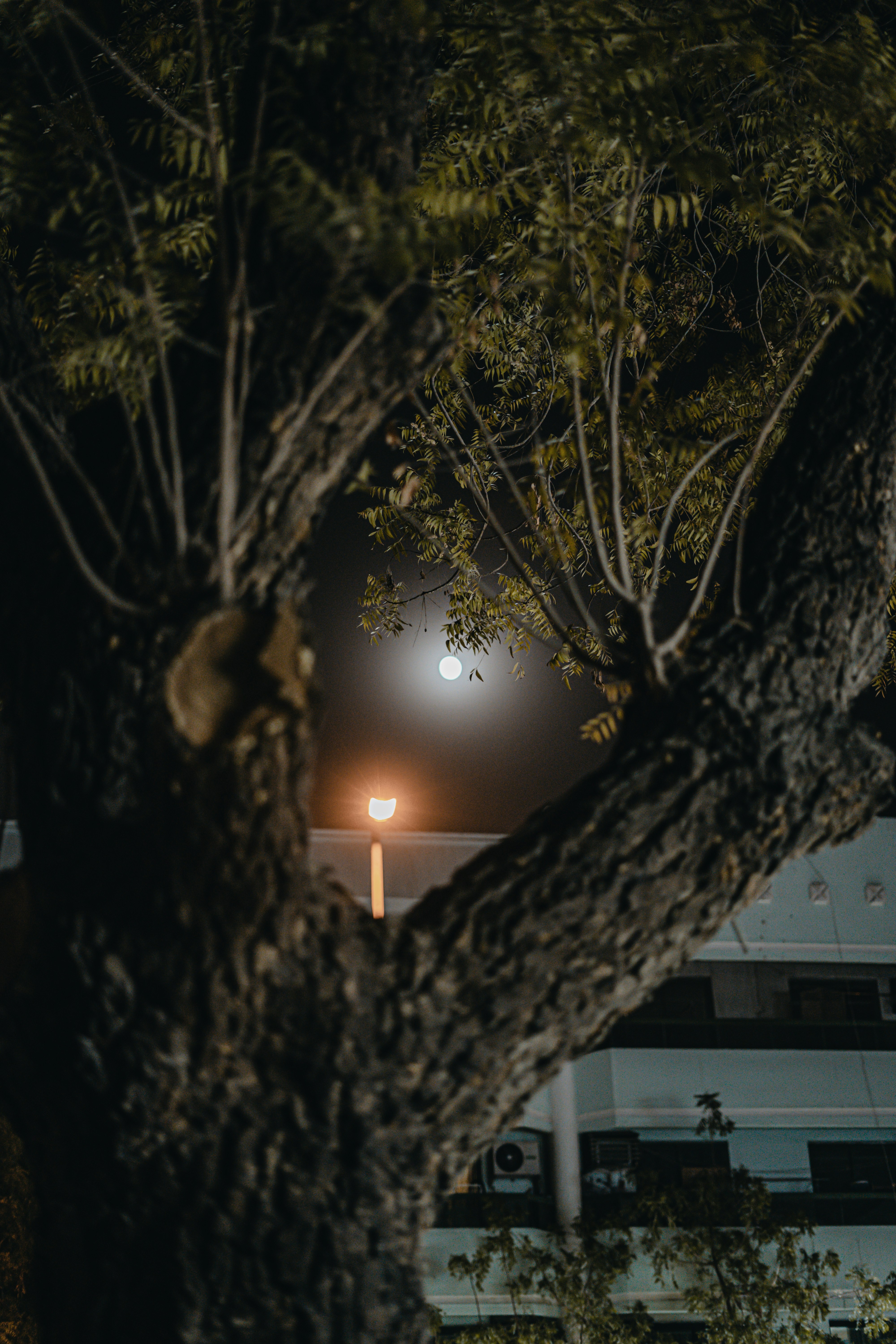 Photo by itadakidesu