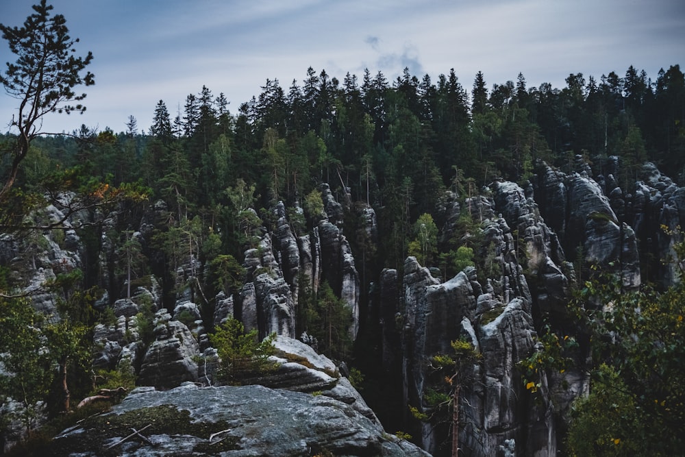 Pins verts sur la montagne rocheuse sous les nuages blancs et le ciel bleu pendant la journée