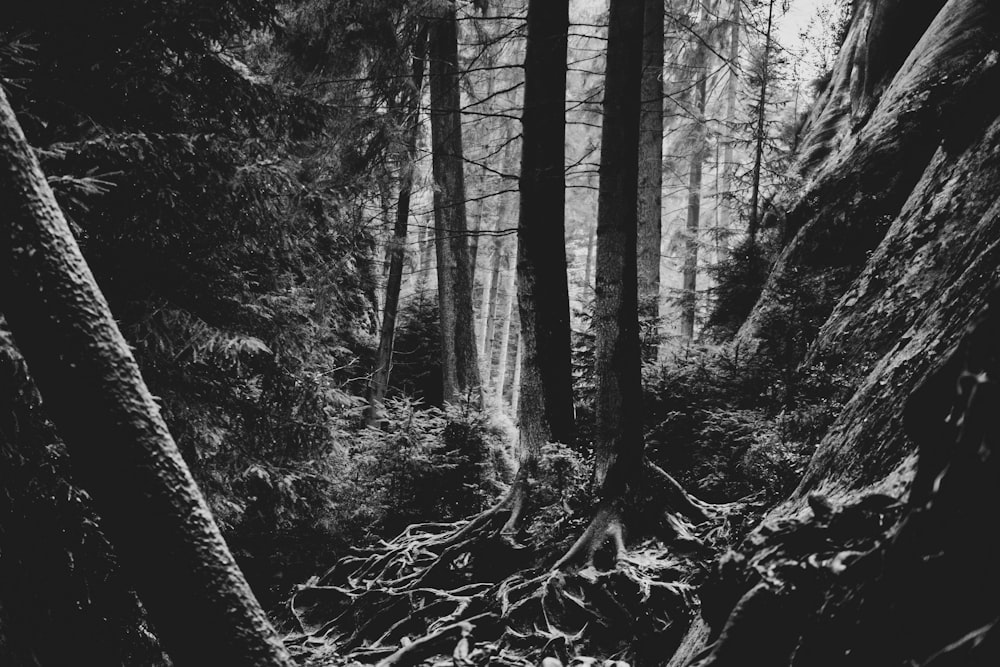 grayscale photo of trees and plants