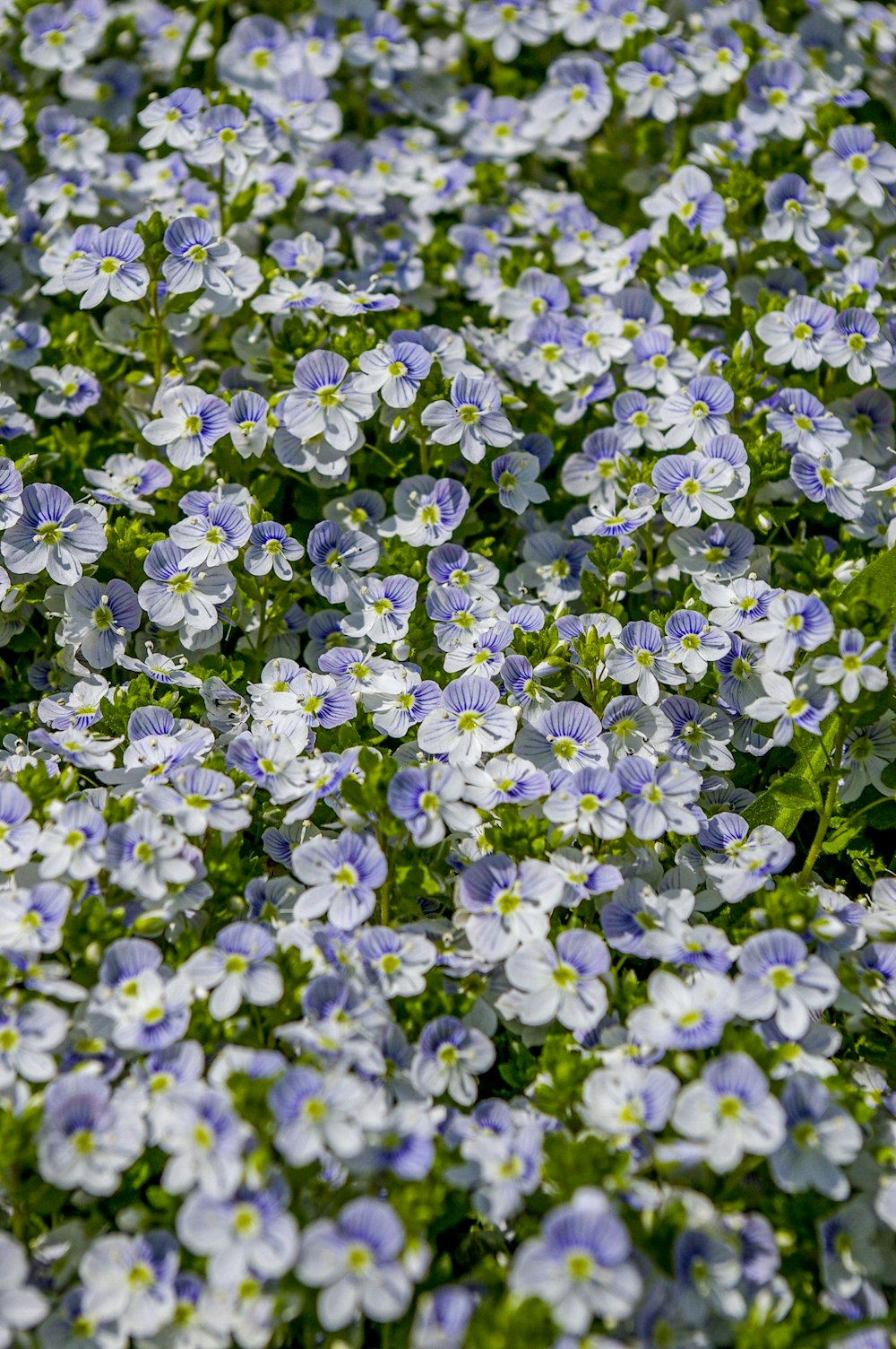 white and purple flower buds