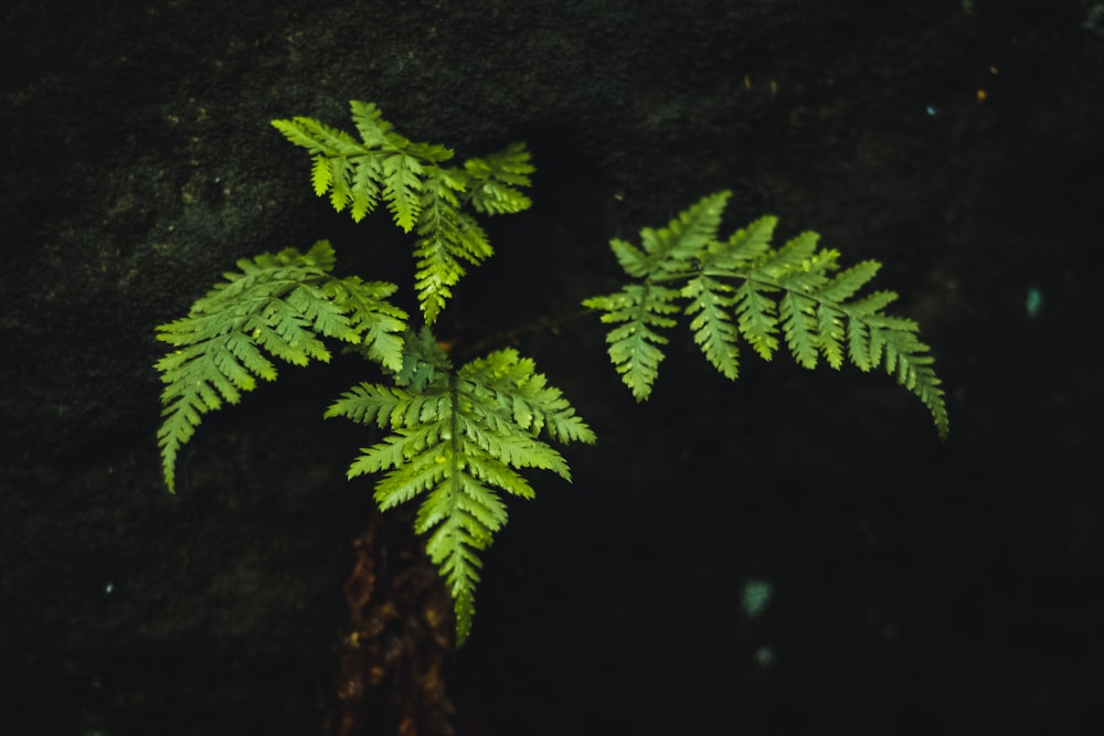 green fern plant on brown tree trunk