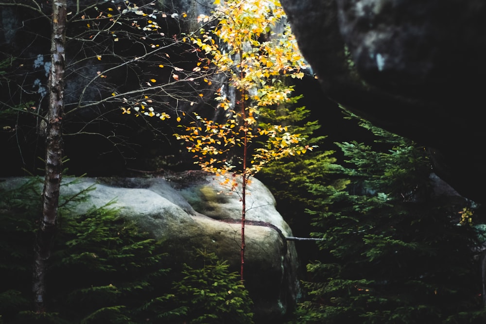 water falls in the forest