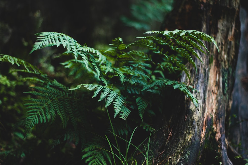 Planta de helecho verde en tronco de árbol marrón