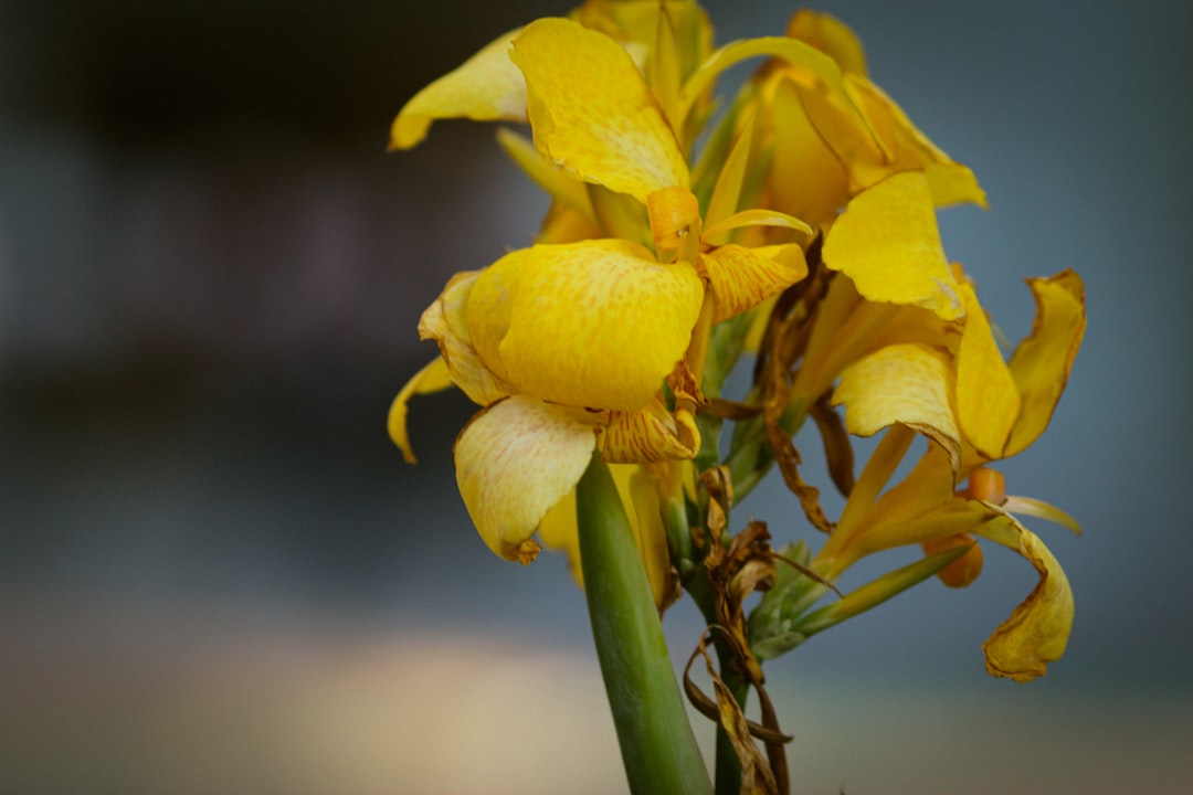 yellow flower in tilt shift lens