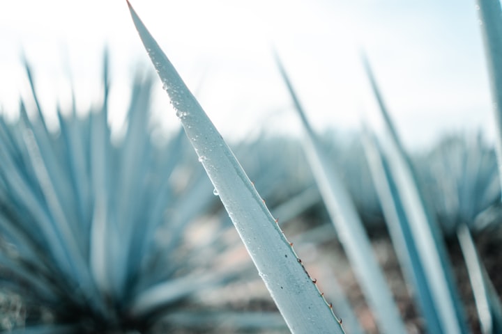 Agave's Waking Reality