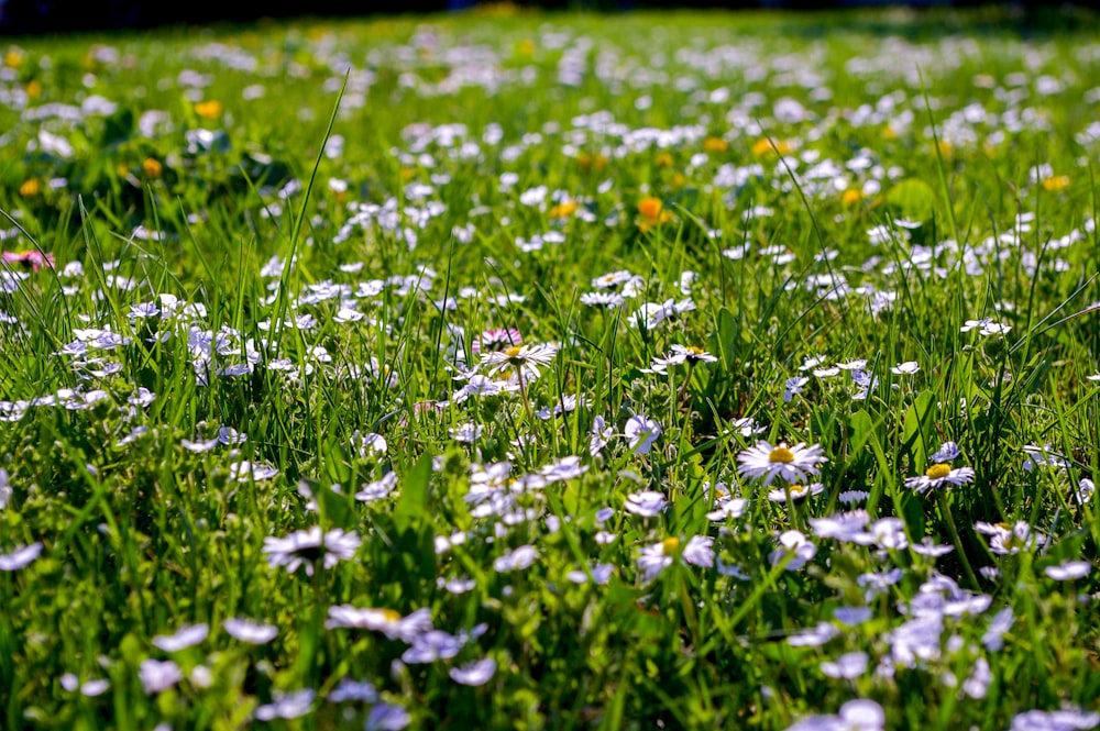 white and yellow flowers on green grass field during daytime