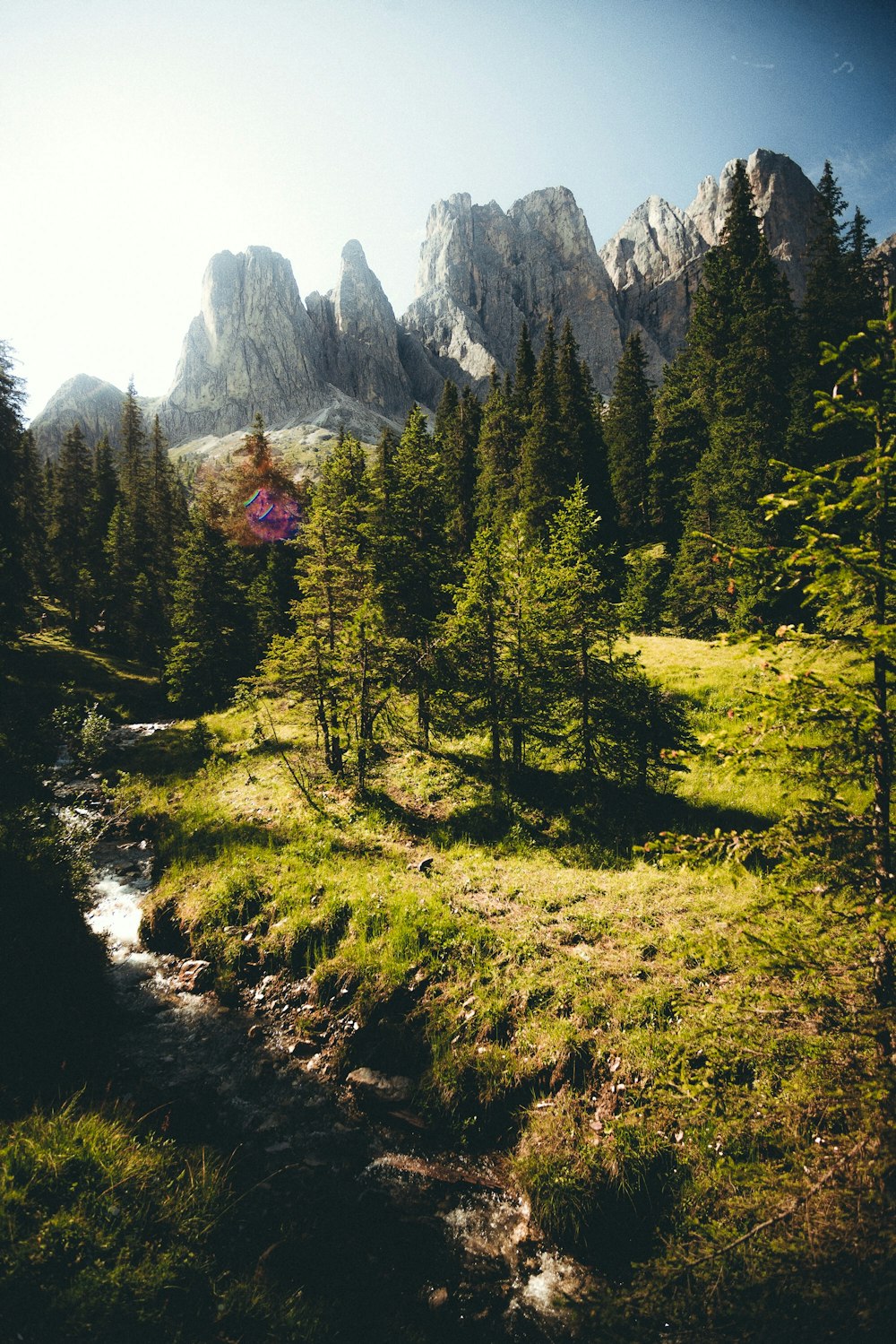 green and brown trees near mountain during daytime