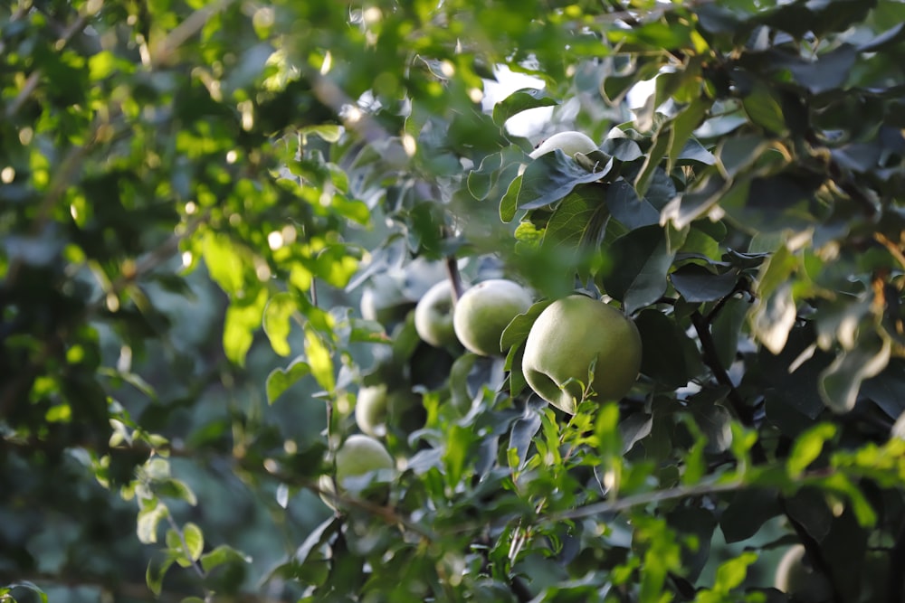 green round fruit on tree