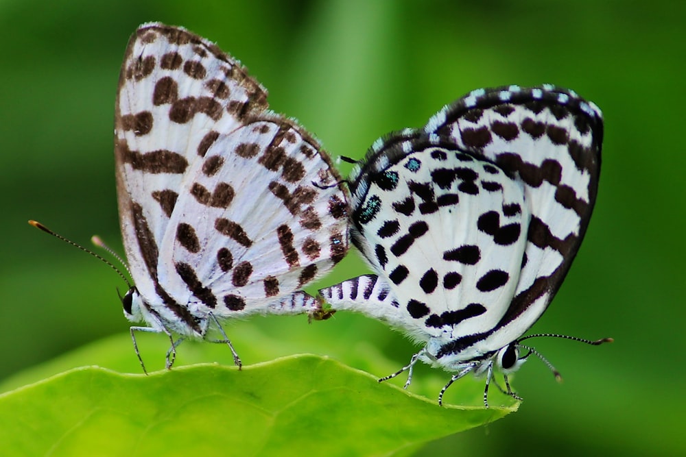 white and black butterfly on green leaf