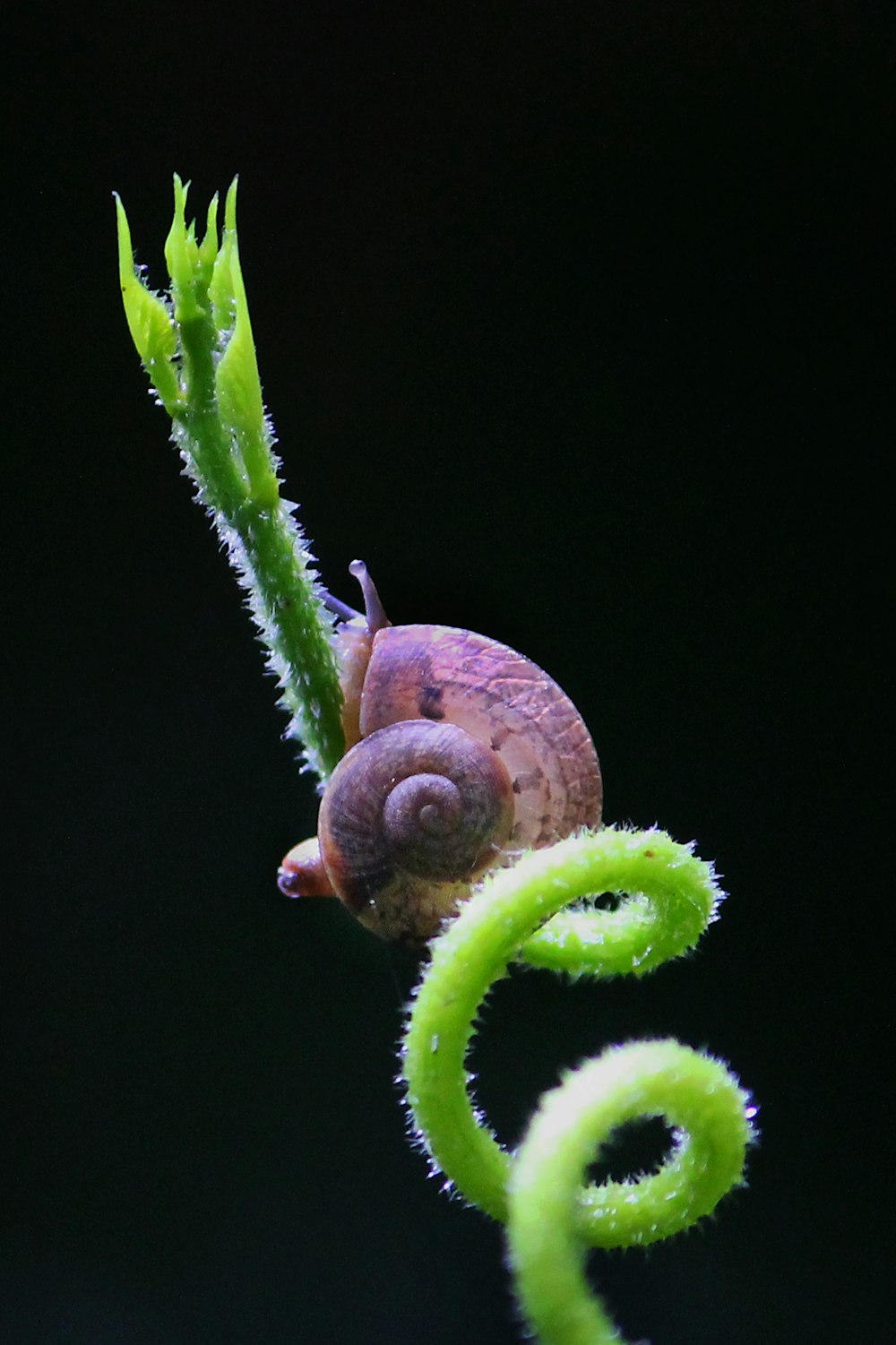 brown snail on green plant
