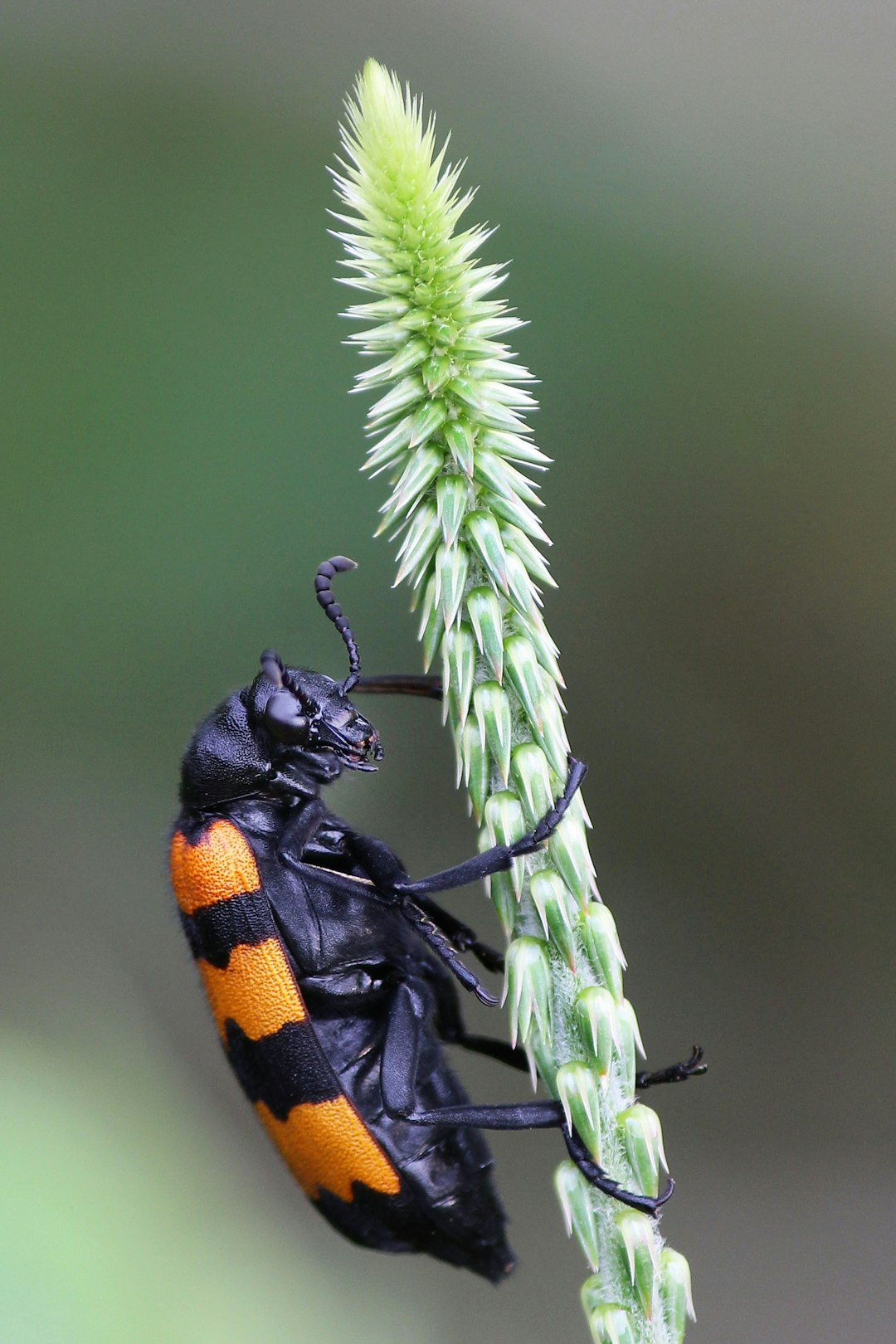 black and orange insect on green plant