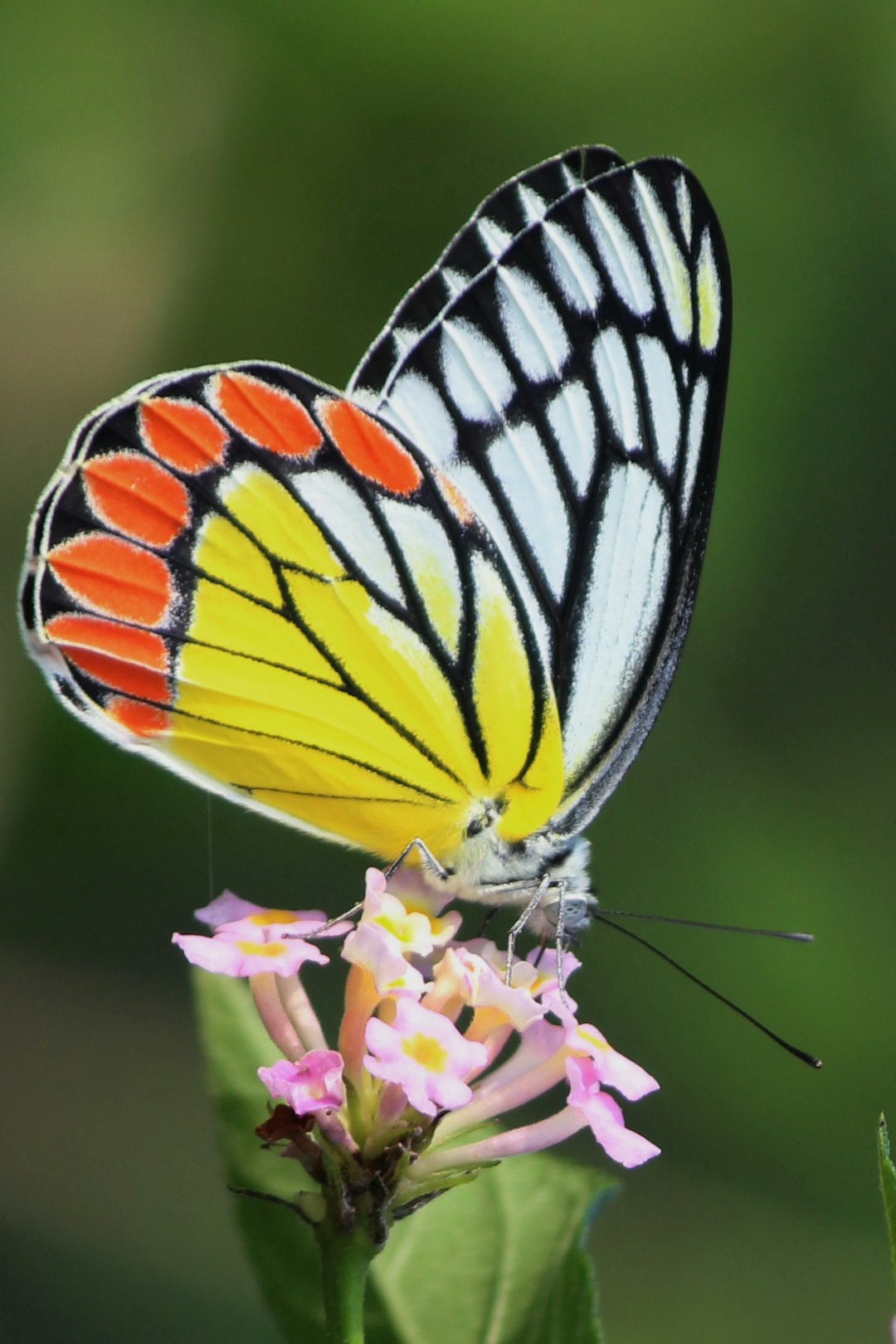 tiger swallowtail butterfly perched on pink flower in close up photography during daytime