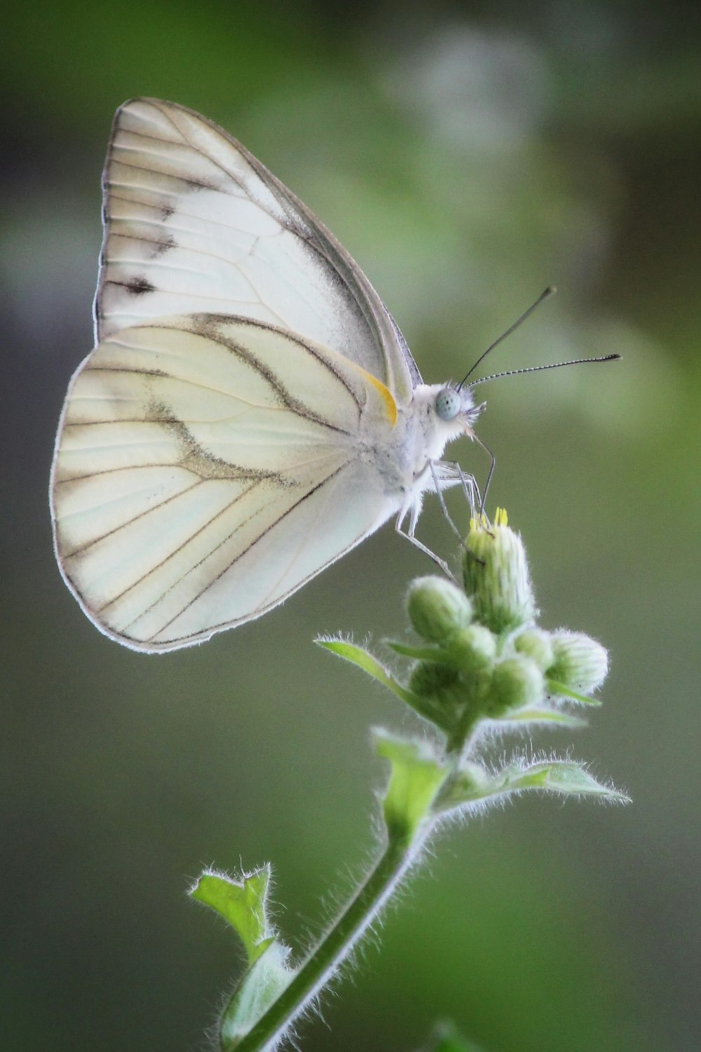 white and gray butterfly perched on green plant