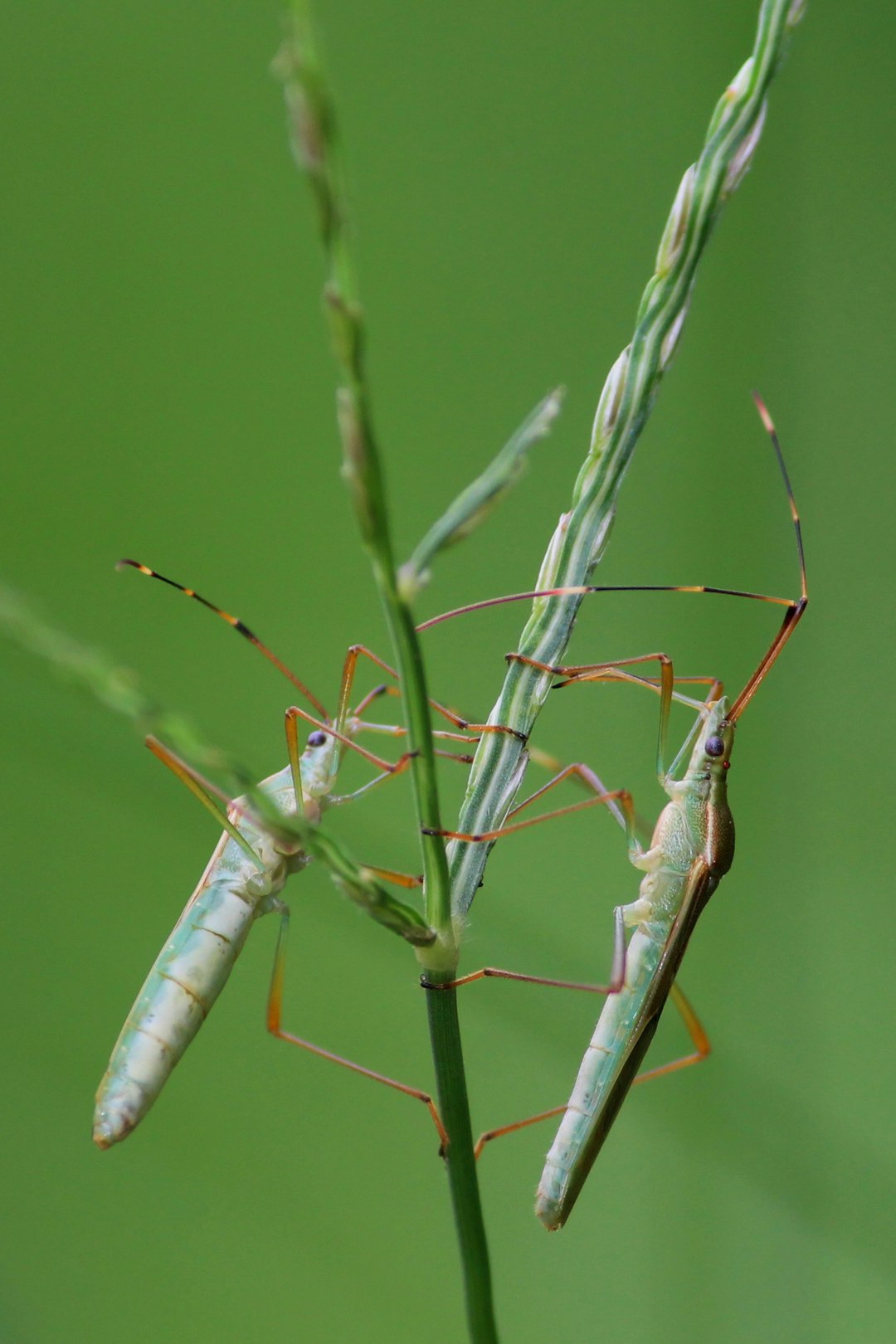 green praying mantis perched on green grass in close up photography during daytime