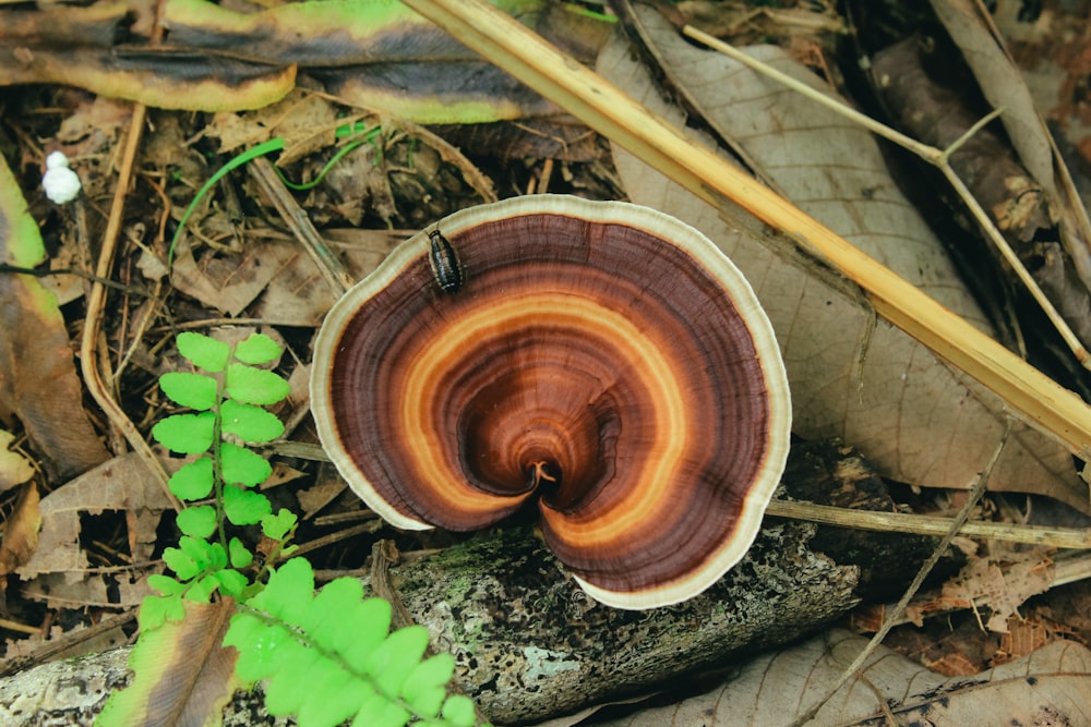 brown and white mushroom on gray tree trunk