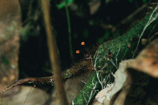 green moss on brown tree branch in Nanga Pinoh Indonesia