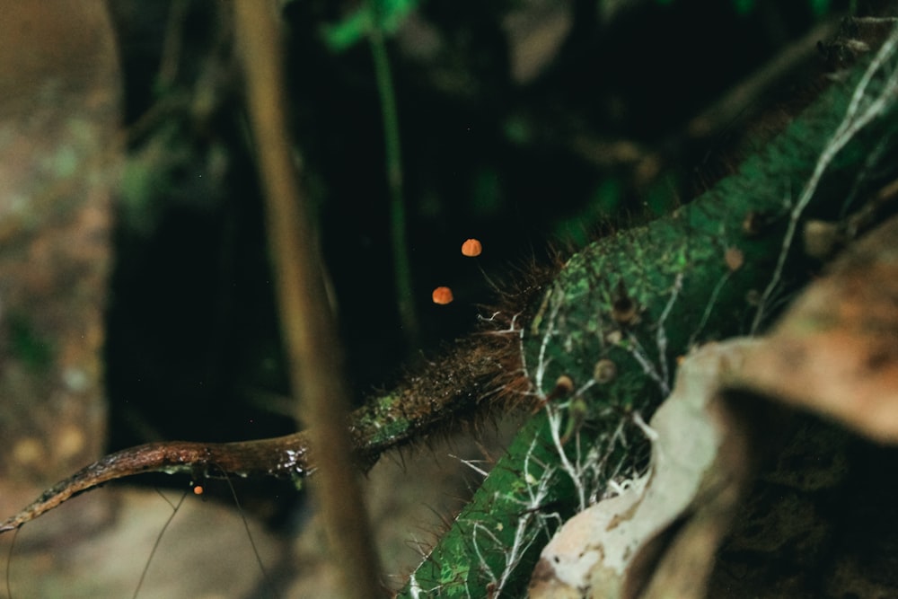 green moss on brown tree branch