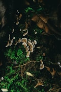 Mushrooms are scattered on a forest floor covered with vibrant green moss and fallen brown leaves. The fungi have wavy, irregular shapes and are light brown with white edges. The surrounding area is dimly lit, creating a natural, earthy ambiance.