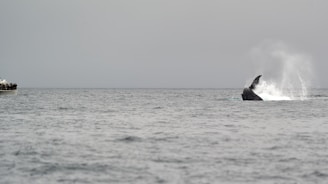 A group of tourists on a boat watching a whale breach the surface of the ocean.