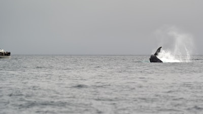 A naturalist explaining whale behavior to eager tourists.