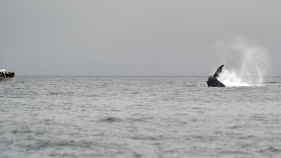 A group of tourists on a boat watching a whale breach the surface of the ocean.
