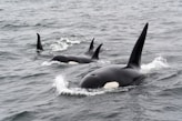 black and white whale on water during daytime