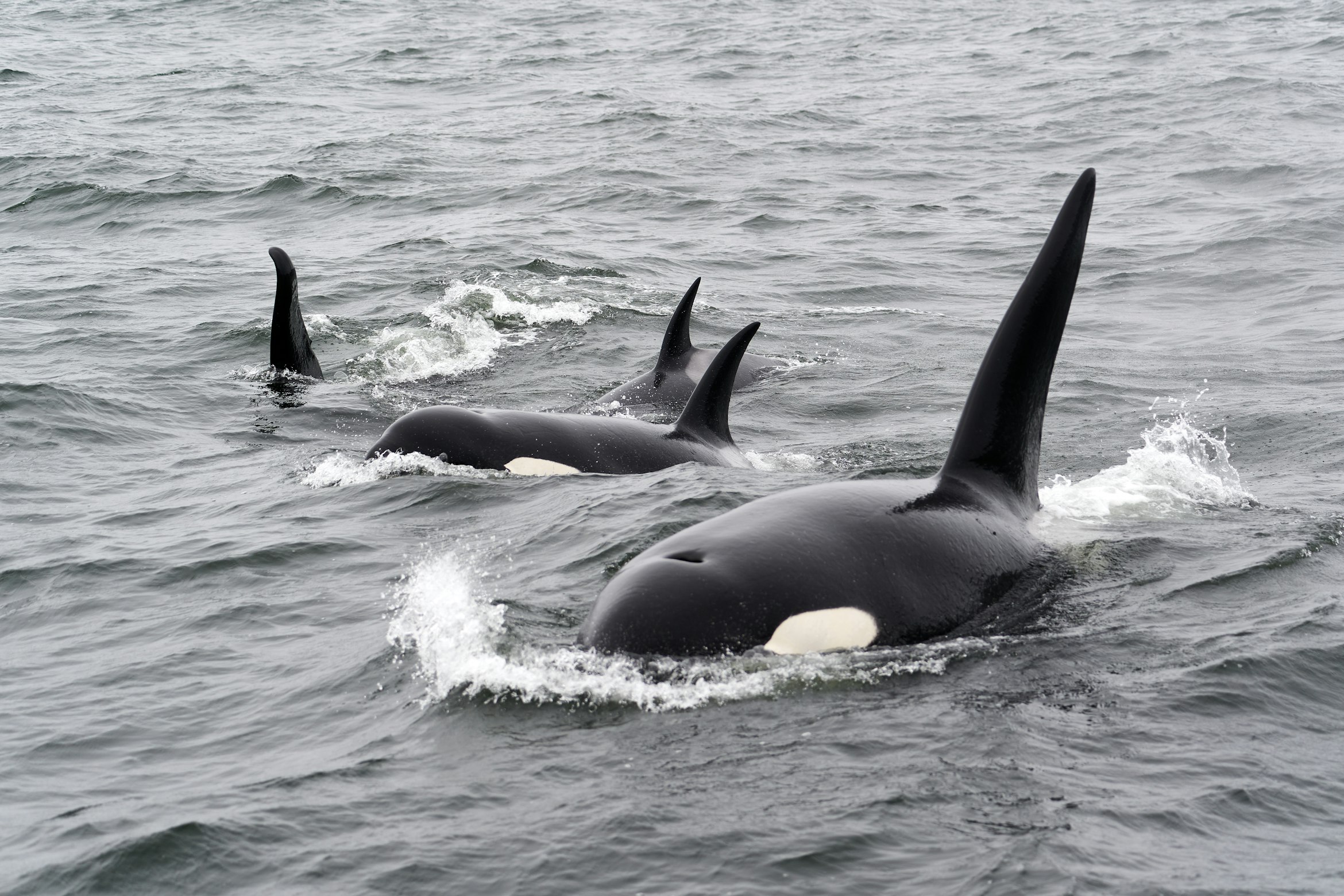 Killer Whales Attack Vessels Near Iberian Coast
