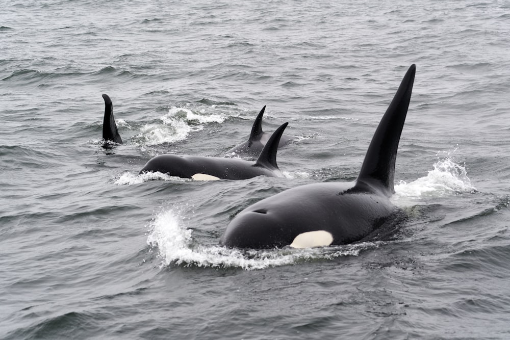 black and white whale on water during daytime