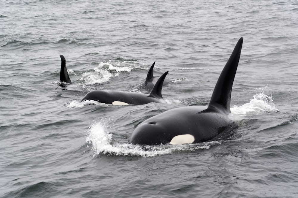 balena bianca e nera sull'acqua durante il giorno