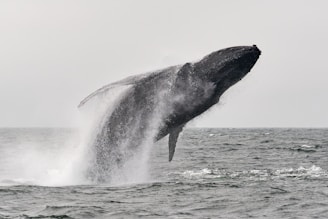 whale watching alaska