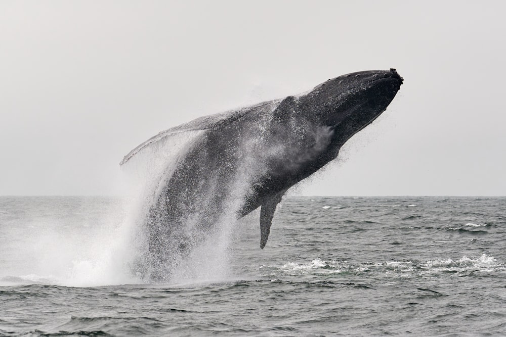 coda di balena in mezzo all'oceano