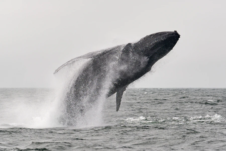 Cola de ballena jorobada en la bahía de Samaná