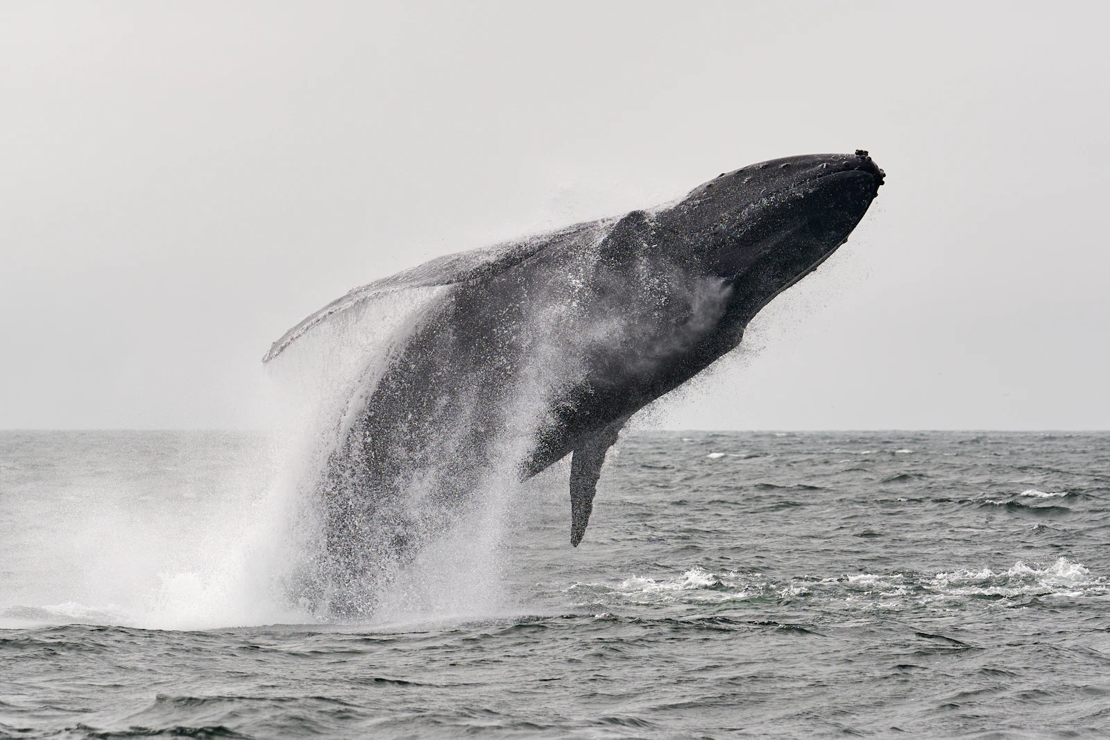 Breaching whale
