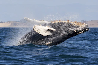 whale tail on blue sea during daytime