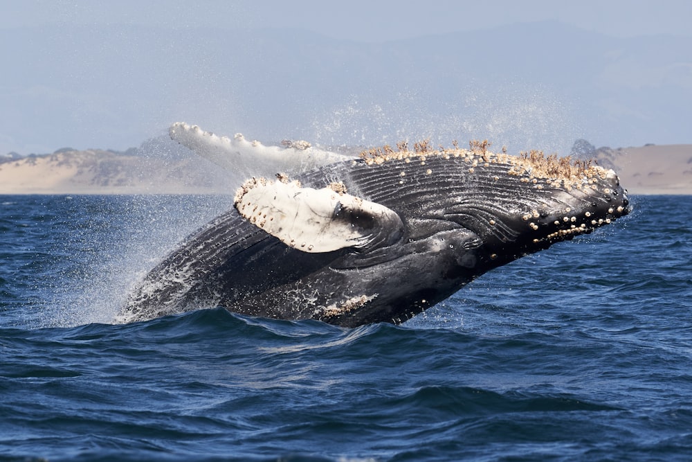 昼間の青い海のクジラの尾