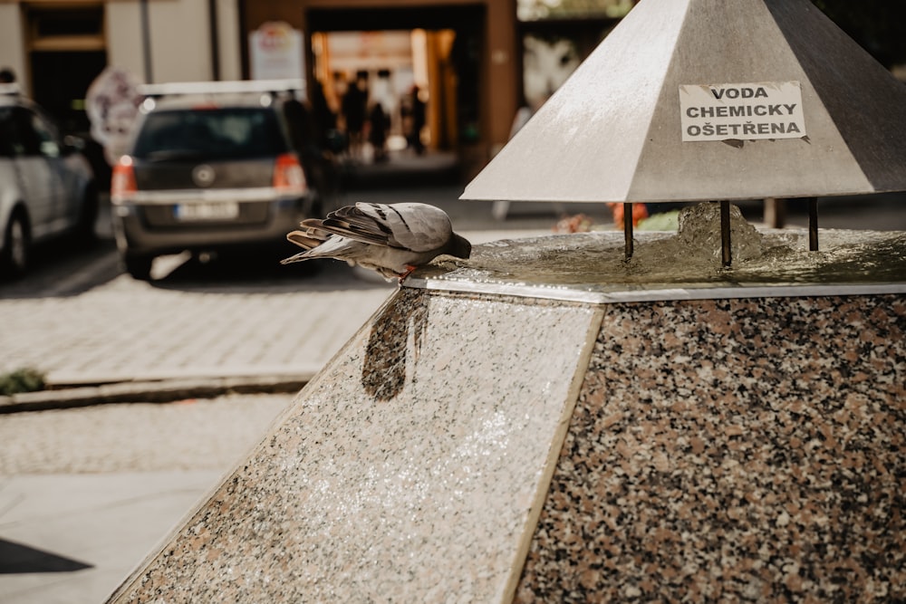 black and gray bird on gray concrete